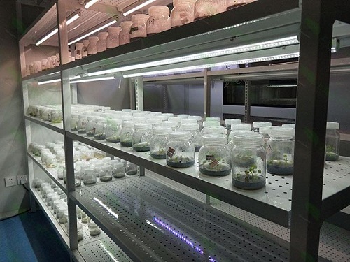 海头镇植物组织培养实验室设计建设方案